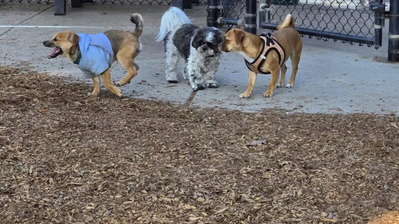Modesto's First Dog Park - Modesto, CA