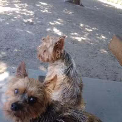 Modesto's First Dog Park - Modesto, CA