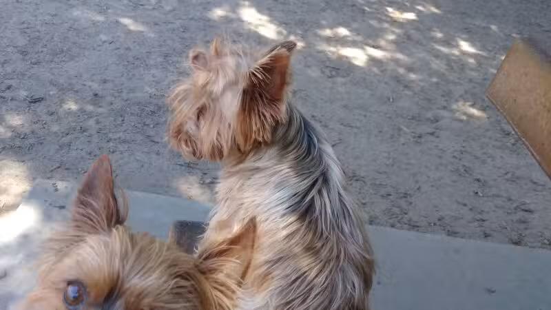 Modesto's First Dog Park - Modesto, CA