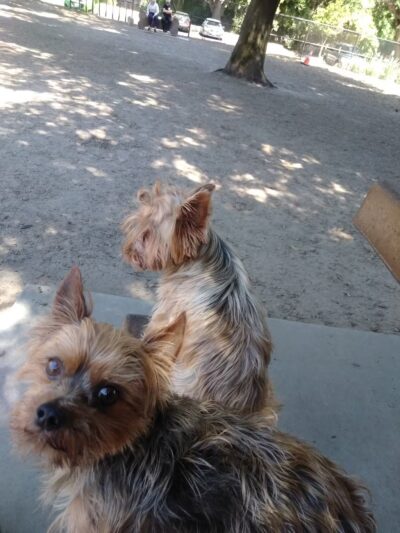 Modesto's First Dog Park - Modesto, CA