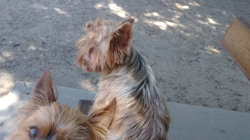 Modesto's First Dog Park - Modesto, CA