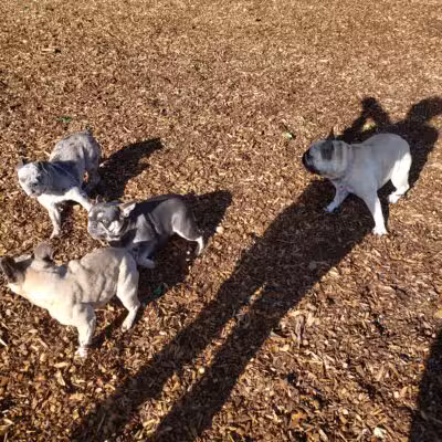 Modesto's First Dog Park - Modesto, CA
