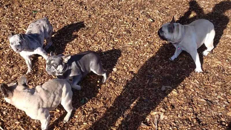 Modesto's First Dog Park - Modesto, CA