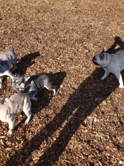 Modesto's First Dog Park - Modesto, CA