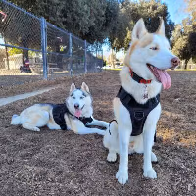 Modesto's First Dog Park - Modesto, CA
