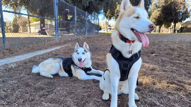 Modesto's First Dog Park - Modesto, CA