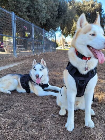 Modesto's First Dog Park - Modesto, CA