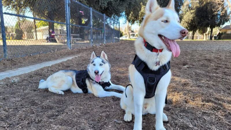 Modesto's First Dog Park - Modesto, CA
