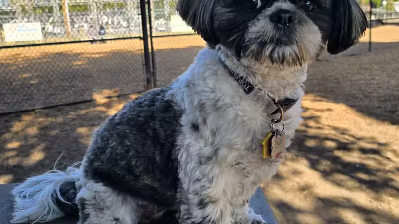 Modesto's First Dog Park - Modesto, CA