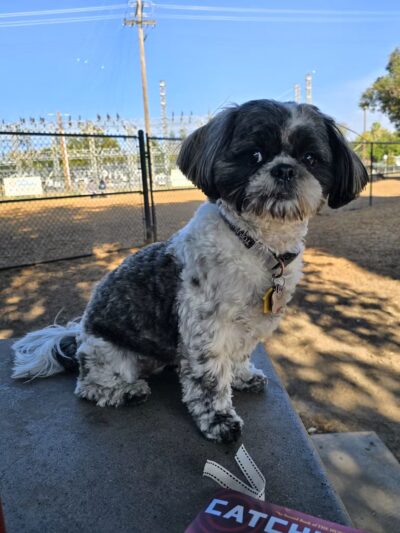 Modesto's First Dog Park - Modesto, CA