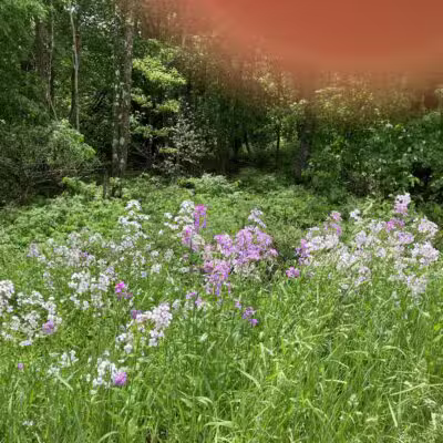 Gesner Park - Monroe, ME