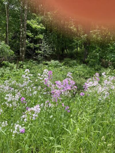 Gesner Park - Monroe, ME