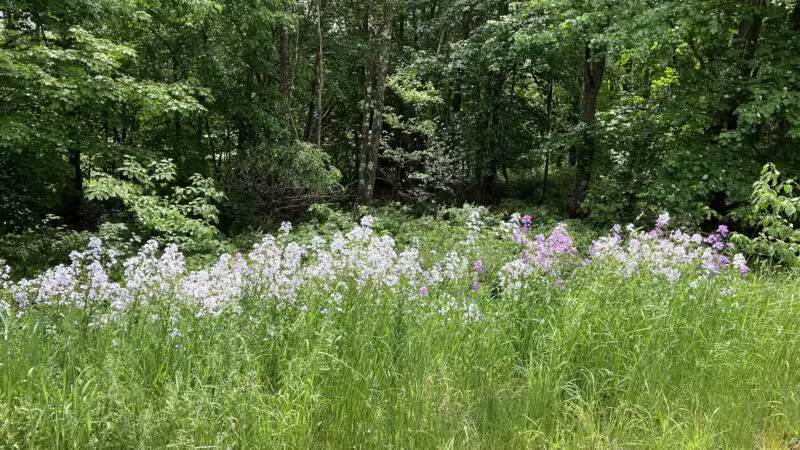 Gesner Park - Monroe, ME