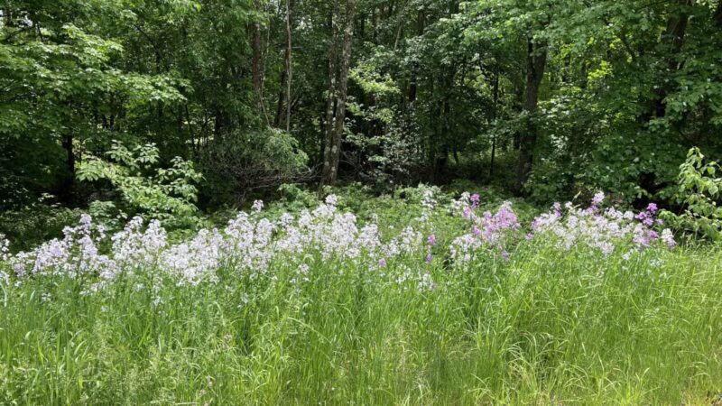 Gesner Park - Monroe, ME