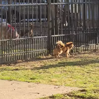 Downtown Dog Park - Montgomery, AL