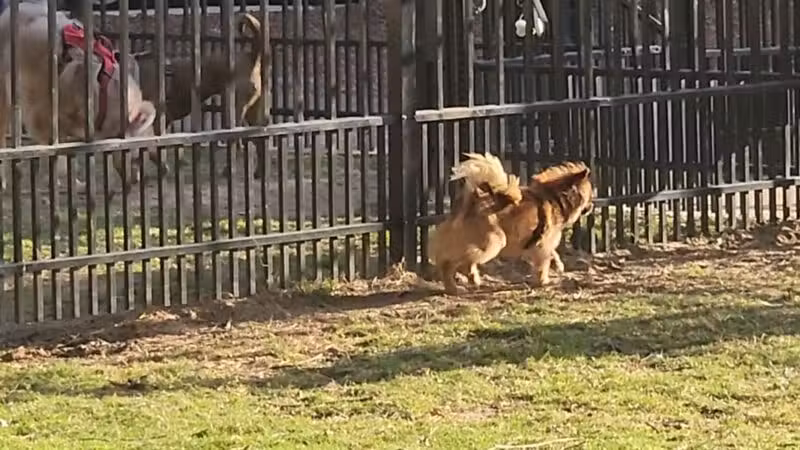 Downtown Dog Park - Montgomery, AL