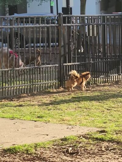 Downtown Dog Park - Montgomery, AL