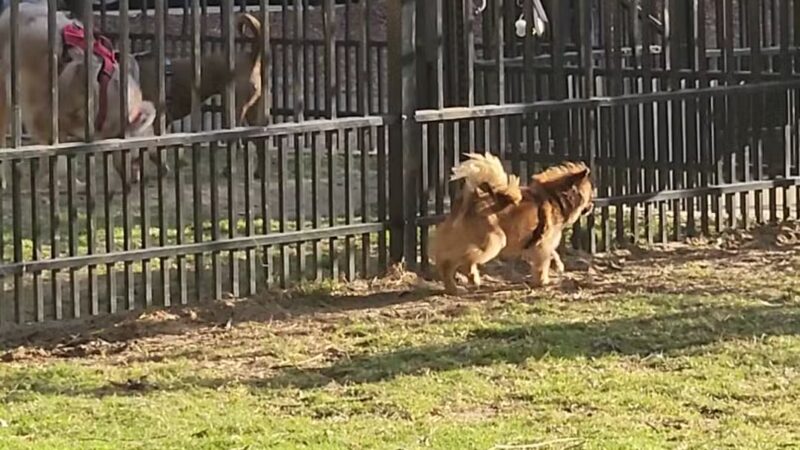 Downtown Dog Park - Montgomery, AL