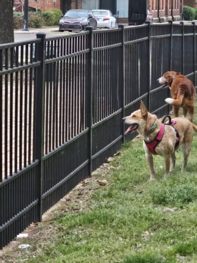 Rotary Dog Park - Montgomery, AL