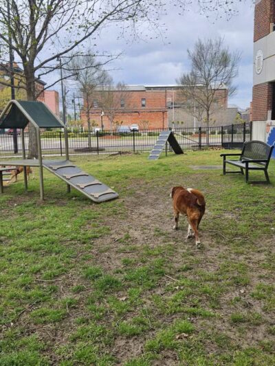 Rotary Dog Park - Montgomery, AL