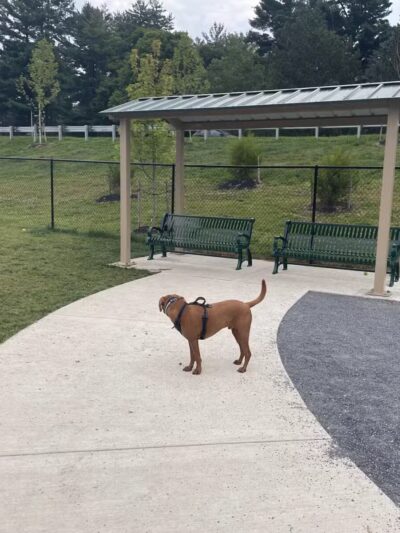 Montgomery Village Dog Park - Montgomery Village, MD