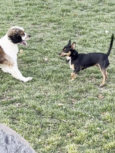 Montgomery Village Dog Park - Montgomery Village, MD