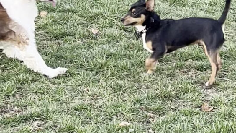 Montgomery Village Dog Park - Montgomery Village, MD