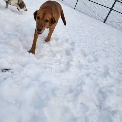Montgomery Village Dog Park - Montgomery Village, MD