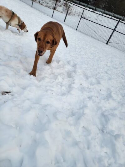 Montgomery Village Dog Park - Montgomery Village, MD