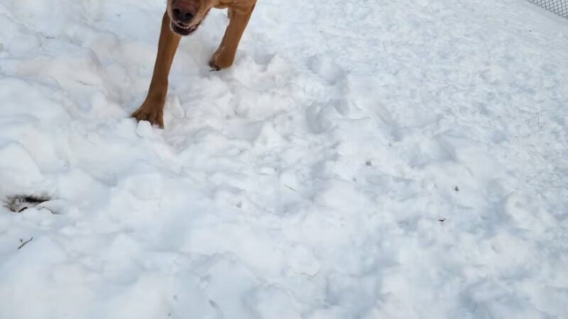 Montgomery Village Dog Park - Montgomery Village, MD