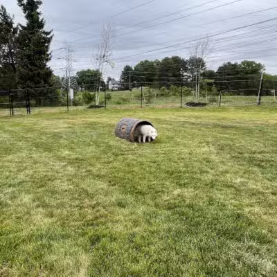 Montgomery Village Dog Park - Montgomery Village, MD