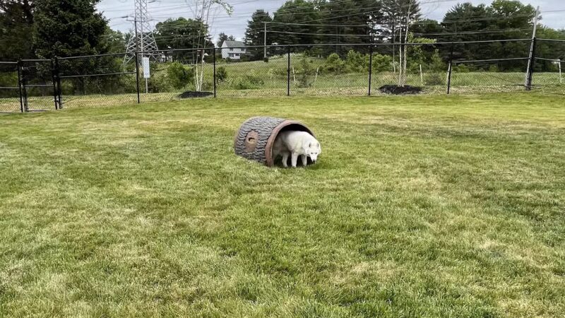 Montgomery Village Dog Park - Montgomery Village, MD