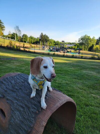 Montgomery Village Dog Park - Montgomery Village, MD