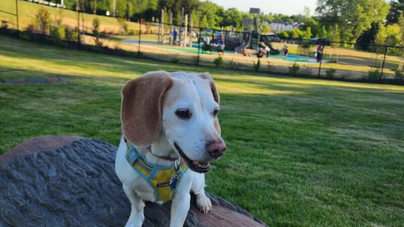 Montgomery Village Dog Park - Montgomery Village, MD