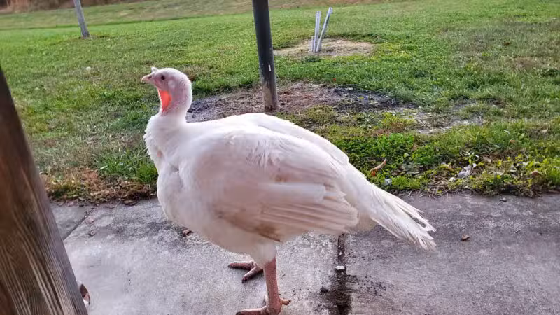 Montvale Park - Montvale, VA