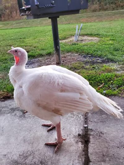 Montvale Park - Montvale, VA