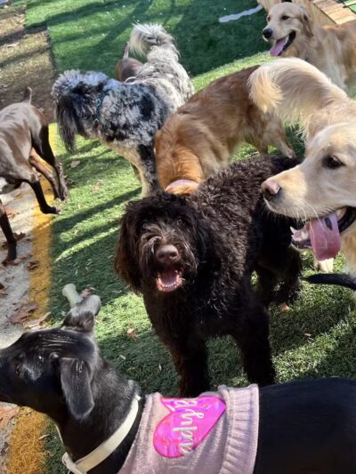 Mayfield Mountain Kennels - Morgantown, WV