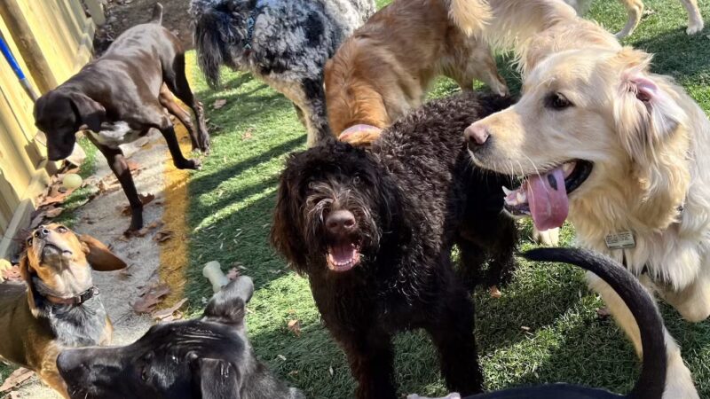 Mayfield Mountain Kennels - Morgantown, WV