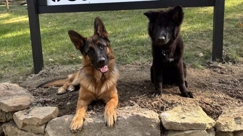 Mayfield Mountain Kennels - Morgantown, WV