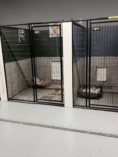 Mayfield Mountain Kennels - Morgantown, WV