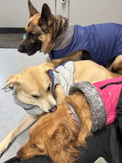 Mayfield Mountain Kennels - Morgantown, WV