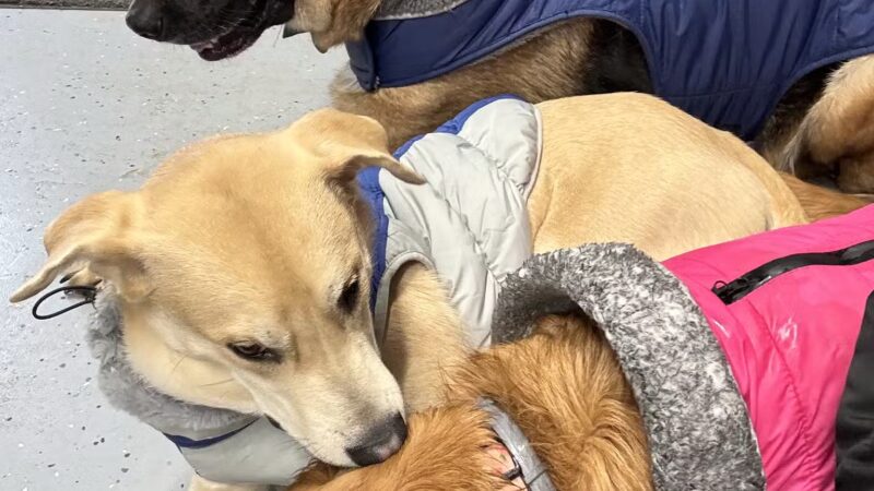 Mayfield Mountain Kennels - Morgantown, WV