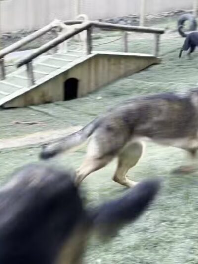 Mayfield Mountain Kennels - Morgantown, WV