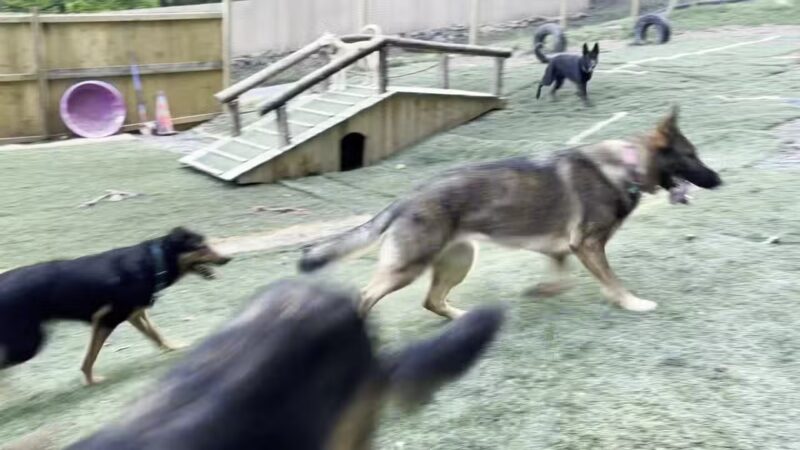 Mayfield Mountain Kennels - Morgantown, WV