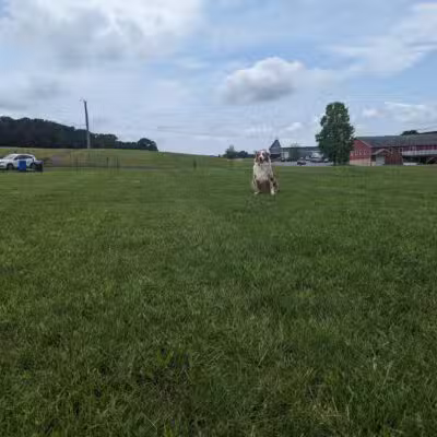 Linganore WineCellars Dog Park - Mt Airy, MD