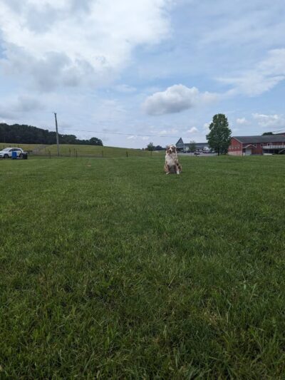 Linganore WineCellars Dog Park - Mt Airy, MD