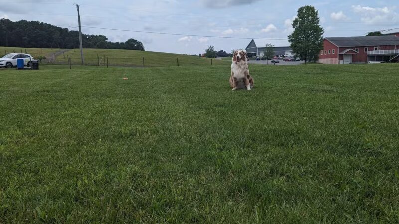 Linganore WineCellars Dog Park - Mt Airy, MD