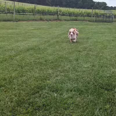 Linganore WineCellars Dog Park - Mt Airy, MD