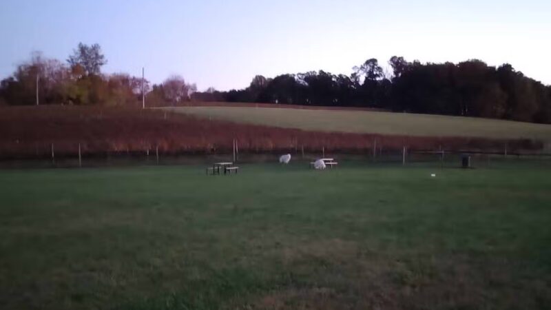 Linganore WineCellars Dog Park - Mt Airy, MD