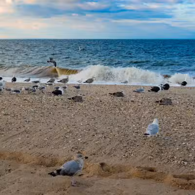 Cedar Beach Town Nature Preserve - Mt Sinai, NY
